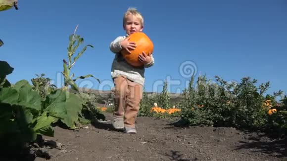在农场里拿南瓜的男孩视频的预览图