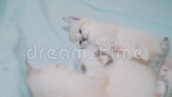 两只小白猫在床上玩打架的生活方式搞笑视频白猫两只小猫睡觉咬人视频的预览图
