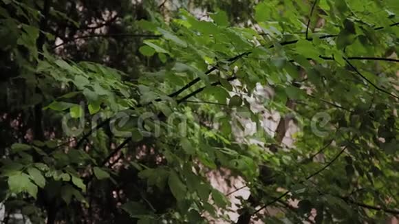 绿树枝叶的自然背景视频的预览图
