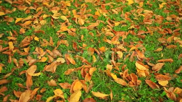 秋天的叶子在绿草上视频的预览图