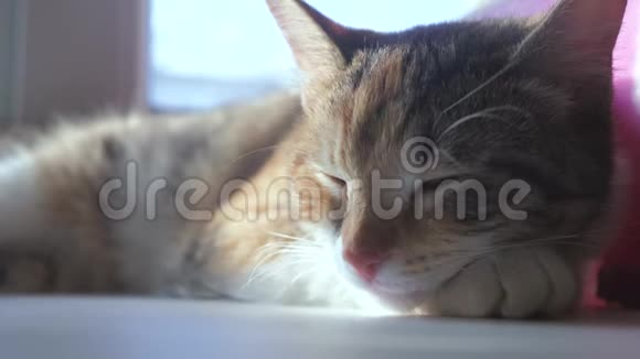 猫睡觉的概念猫睡在生活方式上窗户阳光和窗户是一个可爱的视频视频的预览图