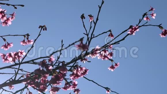 粉红色的花树蓝天视频的预览图