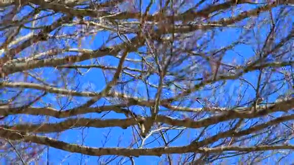 树枝的背景视频的预览图