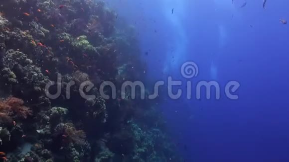 在珊瑚礁的鱼类学校附近潜水可以在红海水下放松视频的预览图