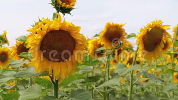 田野里的向日葵在风中摇曳夏天美丽的田野视频的预览图