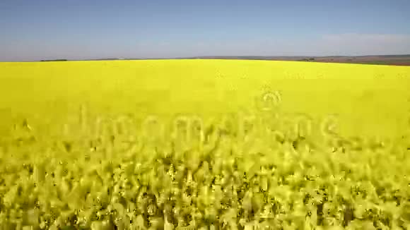 飞过田野开着盛开的油菜花空中镜头飞越油菜地视频的预览图