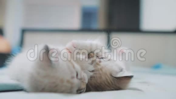 两只小白猫在床上玩打架的搞笑视频白猫两只小猫睡觉生活方式咬人视频的预览图