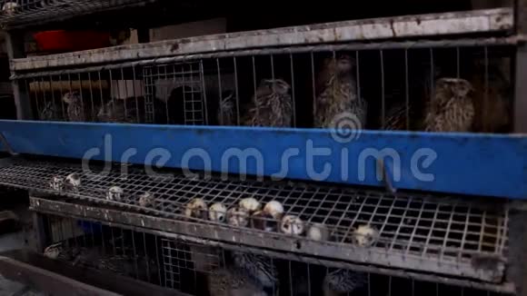 吃日本鹌鹑鸡的食物视频的预览图
