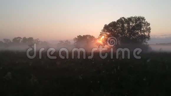 秋天的风景秋天的风景早晨的太阳在浓雾中视频的预览图