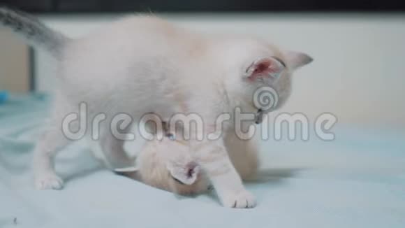 两只小白猫猫在床上玩打架的搞笑视频生活方式白猫两只小猫睡觉视频的预览图
