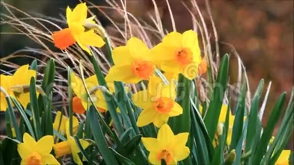 春天的黄色水仙花视频的预览图