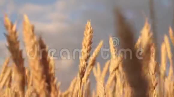 小麦穗粒摇风谷物收获在夏天成熟成熟的小麦在蓝色的映衬下视频的预览图