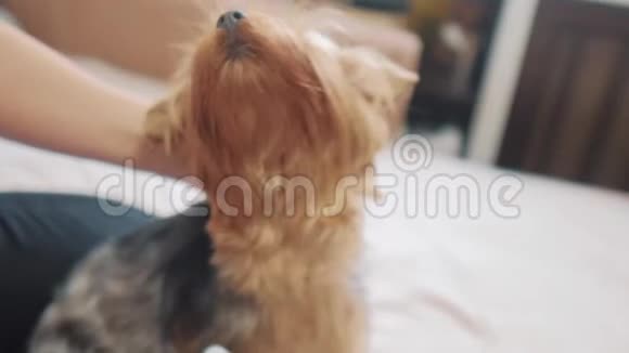 女人在刷牙狗生活方式有趣的视频女孩梳一点毛茸茸的狗宠物护理使用梳子的女人视频的预览图