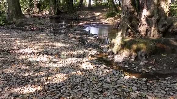 大自然中的秋河视频的预览图