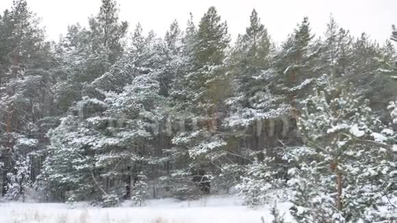 冬季松树圣诞树野生动物冬季景观美丽的雪是视频的预览图