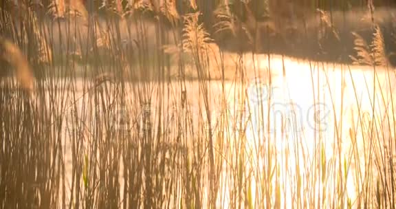 日落穿过芦苇银羽草随风摇曳视频的预览图