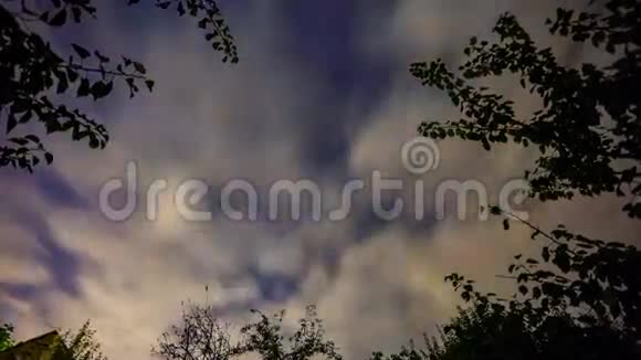 郁金香花瓣上的雨滴视频的预览图