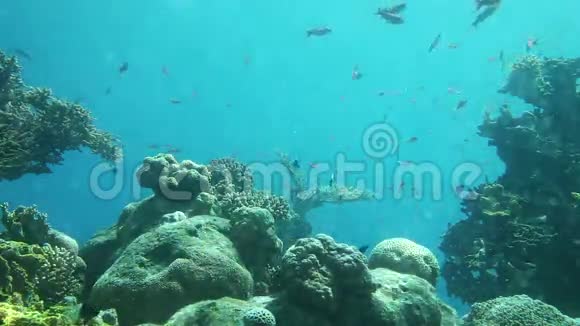 珊瑚礁的水下生活红海视频的预览图