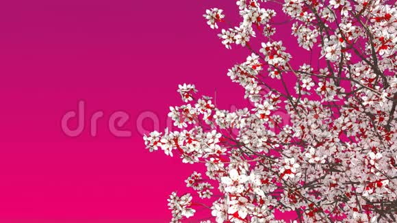 樱花树开满粉红色背景视频的预览图