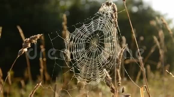 晨曦中的秋蜘蛛网视频的预览图