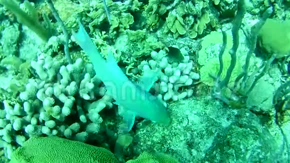 加勒比海博内尔岛水下潜水潜水员视频视频的预览图