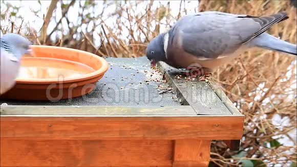 木鸽吃鸟种视频的预览图