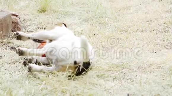 狗种杰克罗素梗在草地上玩耍视频的预览图