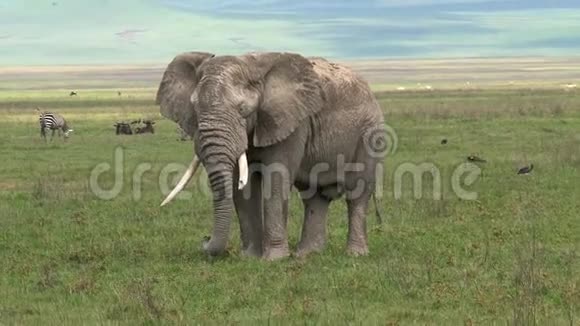 老非洲象在草原上放牧视频的预览图