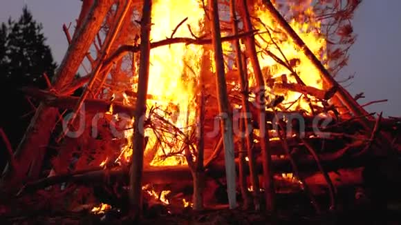 大篝火的分支燃烧在黄昏的森林大火熊熊燃烧视频的预览图