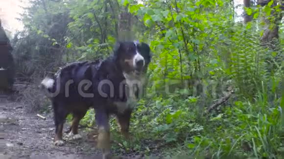 在森林里和狗玩耍的年轻女子视频的预览图