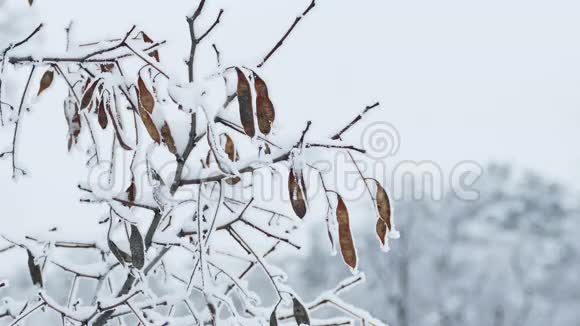 冻枫树枝冬性视频的预览图