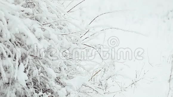 白雪皑皑的树枝覆盖着寒冷的冬季景观视频的预览图