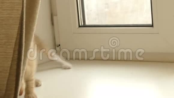 小红猫正坐在窗边视频的预览图