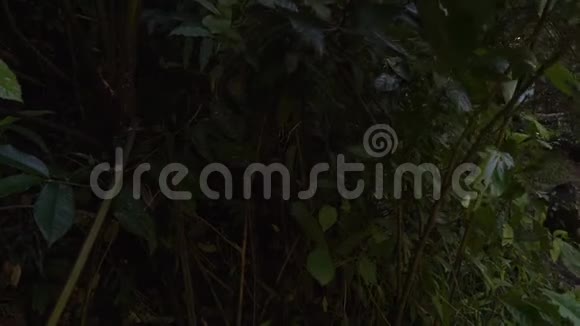 艾林贾亚瀑布夏季在澳大利亚昆士兰潘拍摄视频的预览图