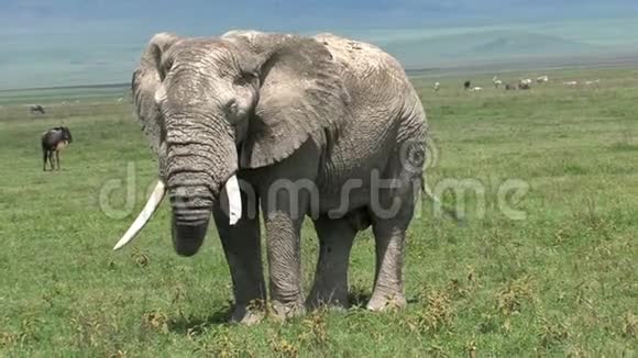 老非洲象在草原上放牧视频的预览图