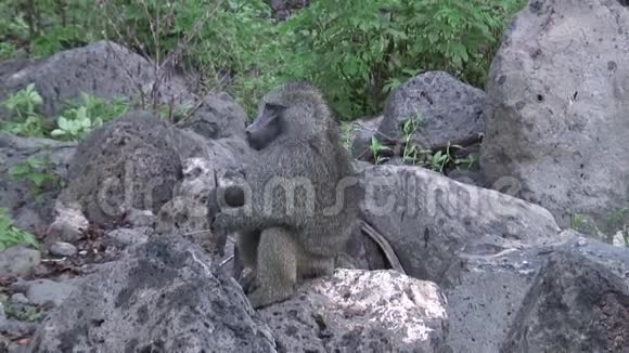 非洲博茨瓦纳热带草原野生狒狒猴视频的预览图