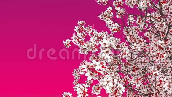 粉红色背景的樱花树视频的预览图