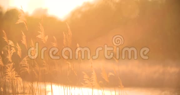 日落穿过芦苇银羽草随风摇曳视频的预览图