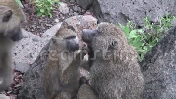非洲博茨瓦纳热带草原野生狒狒猴视频的预览图