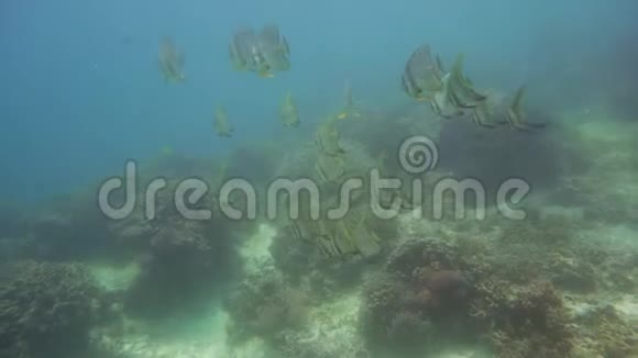 珊瑚礁和水下热带鱼菲律宾Camiguin视频的预览图