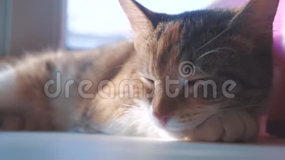 猫睡觉的概念猫在窗户上睡觉阳光和窗户是一个可爱的视频视频的预览图