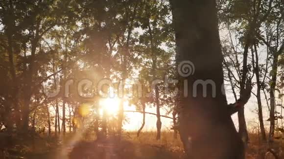 黎明或日出时秋季落叶林视频的预览图