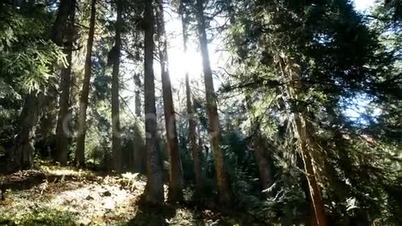 林树太阳枝视频的预览图