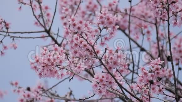 蓝天上的粉红色樱桃树视频的预览图