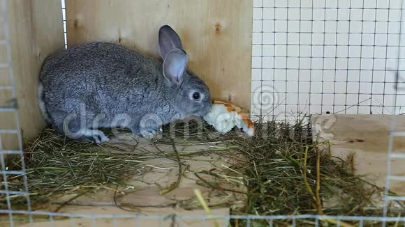 兔子在笼子里饲养灰色的小鸡鸡吃食物视频的预览图