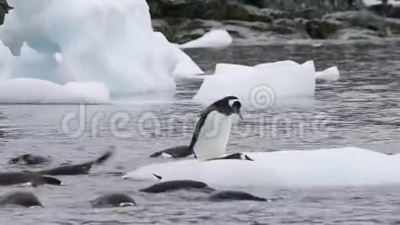 冰天雪地上的企鹅视频的预览图