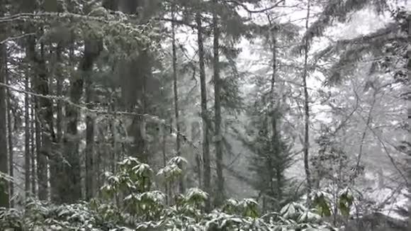 俄勒冈州森林里降雪视频的预览图