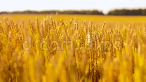 小麦小穗的麦田视频的预览图