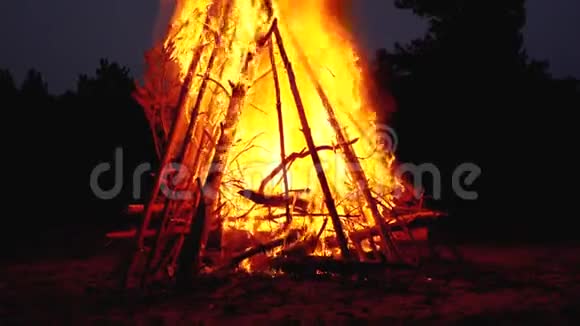 森林的大篝火在夜晚燃烧视频的预览图