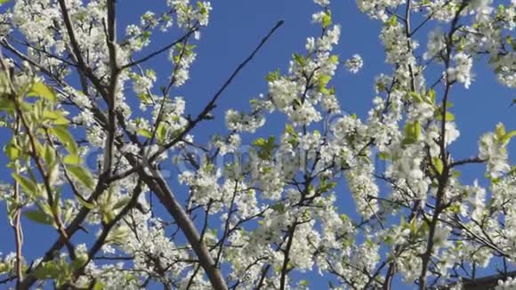 白色的春天盛开的树视频的预览图